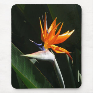 Alfombrilla De Ratón Pájaro del Naranja del paraíso Flor tropical