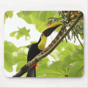 Alfombrilla De Ratón Pájaro exótico de Swainson Toucan