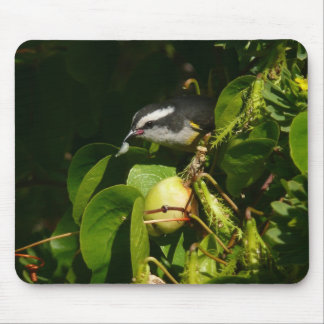 Alfombrilla De Ratón Pájaro Mielero Comiendo Fotografía Tropical