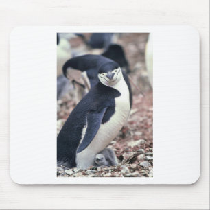 Alfombrilla De Ratón Pájaro Pingüino Animal Lindo Negro Blanco Agua
