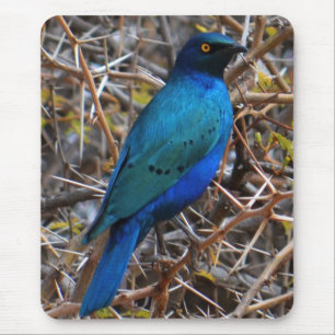 Alfombrilla De Ratón Pájaro Starling de Greater Blue Earls