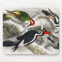 Pájaros de madera, pájaro carpintero verde, pájaro