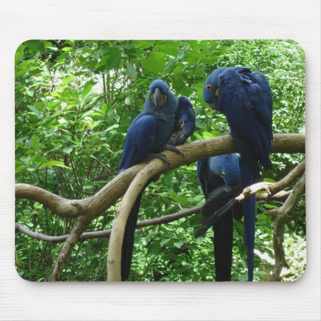 Alfombrilla De Ratón Pájaros Mousepad del Macaw (Frente)