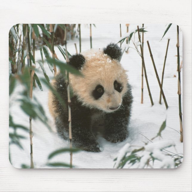 Alfombrilla De Ratón Panda cub en la nieve, Wolong, Sichuan, China (Frente)