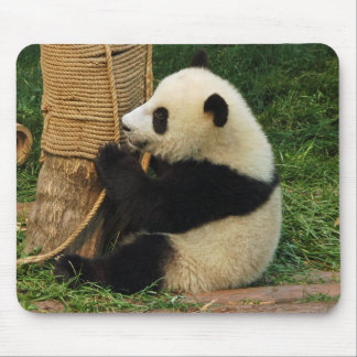 Alfombrilla De Ratón Panda. gigante joven
