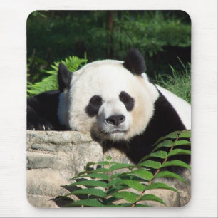 Alfombrilla De Ratón Panda gigante Napping