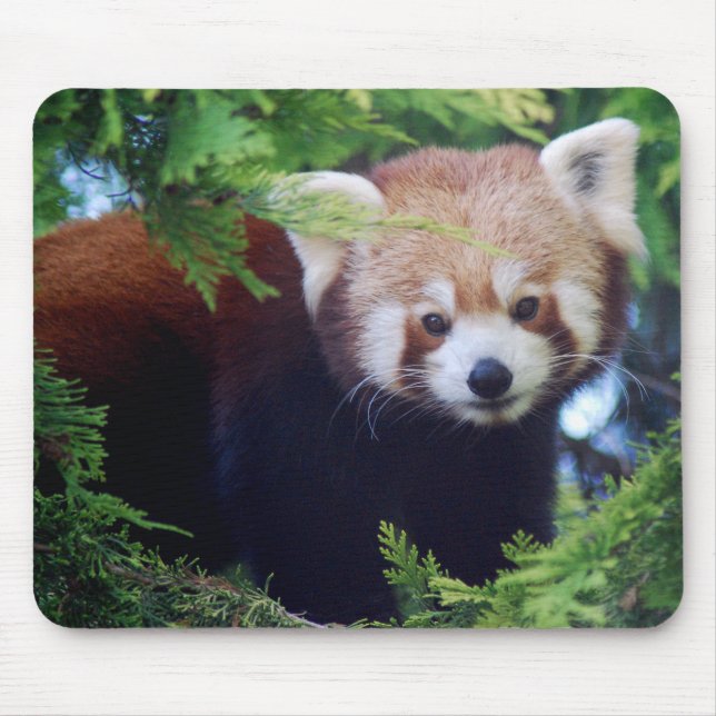 Alfombrilla De Ratón Panda roja Mousepad (Frente)