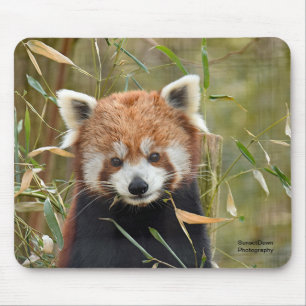 Alfombrilla De Ratón Panda rojo