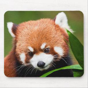 Alfombrilla De Ratón Panda Rojo Adorable