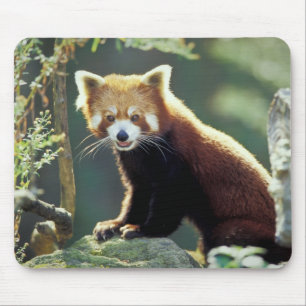 Alfombrilla De Ratón Panda rojo Ailurus fulgens)