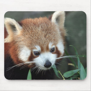 Alfombrilla De Ratón Panda rojo, Taronga Zoo, Sydney, Australia