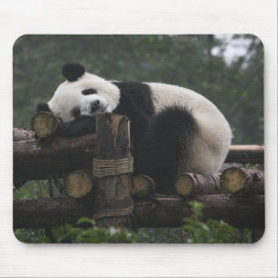 Alfombrilla De Ratón Pandas gigantes en la protección de pandas gigante