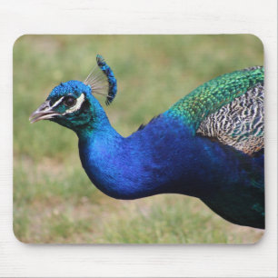 Alfombrilla De Ratón Panel de ratón de Peacock