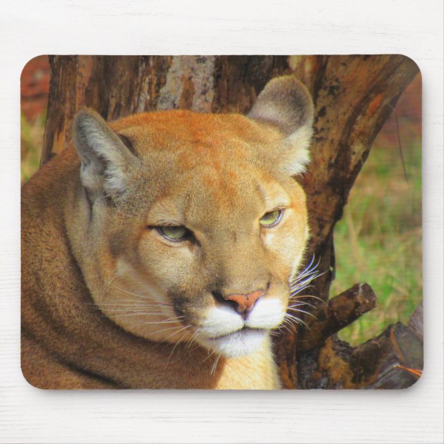 Alfombrilla De Ratón Pañón Cougar / Florida - Pomo del ratón (Frente)