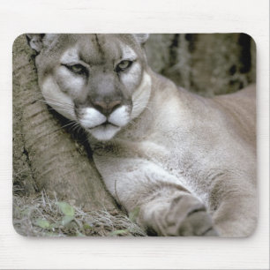 Alfombrilla De Ratón pantera de Florida, Felis concolor coryi,