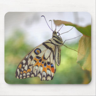 Alfombrilla De Ratón Papilio demoleus