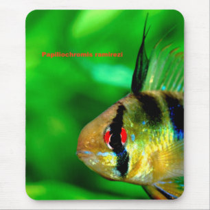 Alfombrilla De Ratón Papiliochromis ramireziの マ ウ ス ド・・