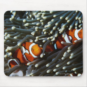 Alfombrilla De Ratón Papúa Nueva Guinea, dos anemonefish falsos del