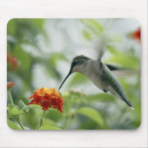 Alfombrilla De Ratón Para coger un colibrí Mousepad