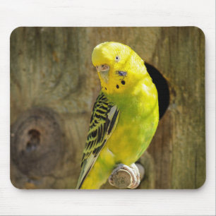 Alfombrilla De Ratón paracaídas, naturaleza, loro amarillo