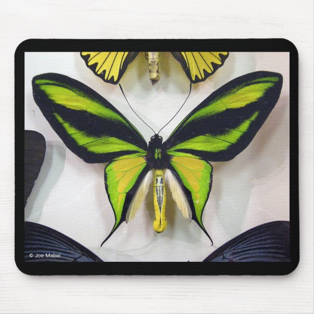 Alfombrilla De Ratón Paradise birdwing , Ornithoptera paradisea (Frente)