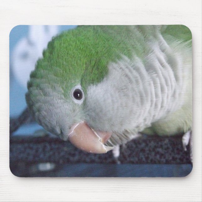 Alfombrilla De Ratón Parakeet del Quaker del Doin'? de Whatcha (Frente)