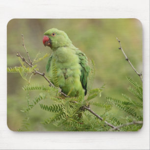 Alfombrilla De Ratón Parakeet Rosa-anillado