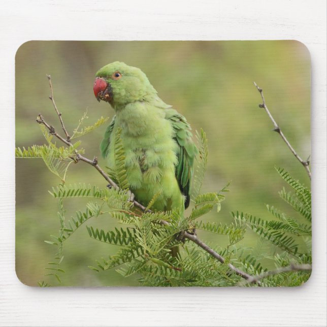 Alfombrilla De Ratón Parakeet Rosa-anillado (Frente)