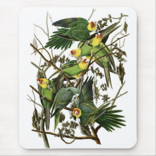 Alfombrilla De Ratón Parakeets de Carolina de Audubon