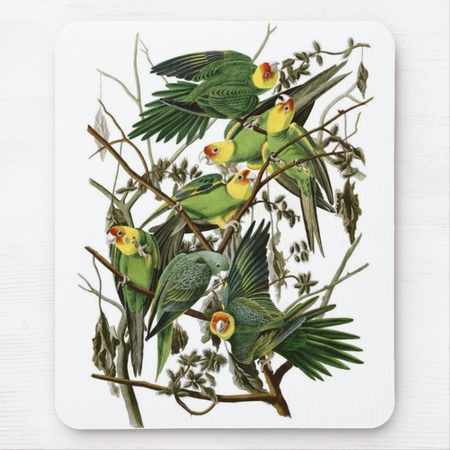 Alfombrilla De Ratón Parakeets de Carolina de Audubon (Frente)
