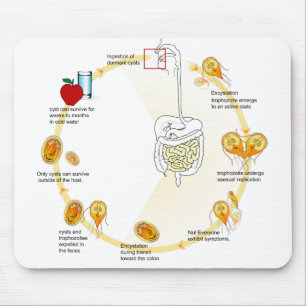 Alfombrilla De Ratón Parásito del ciclo vital del Giardia del diagrama