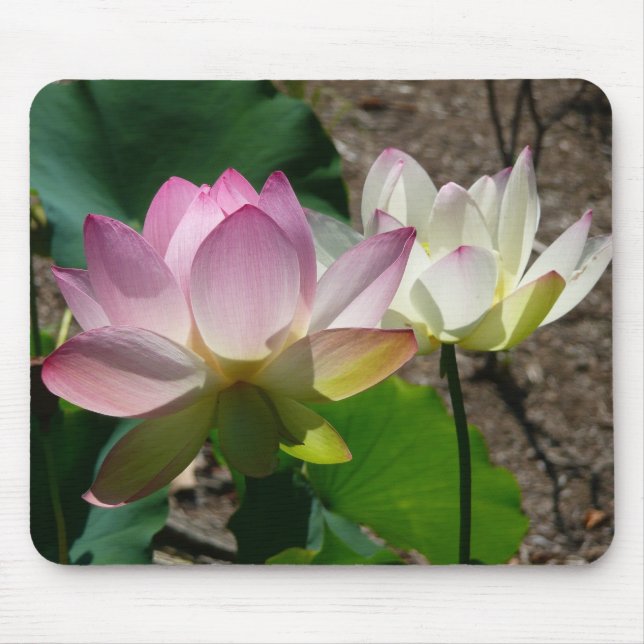 Alfombrilla De Ratón Pareja de flores de Lotus I (Frente)