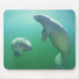 Alfombrilla De Ratón Pares de manatees de la Florida que nadan