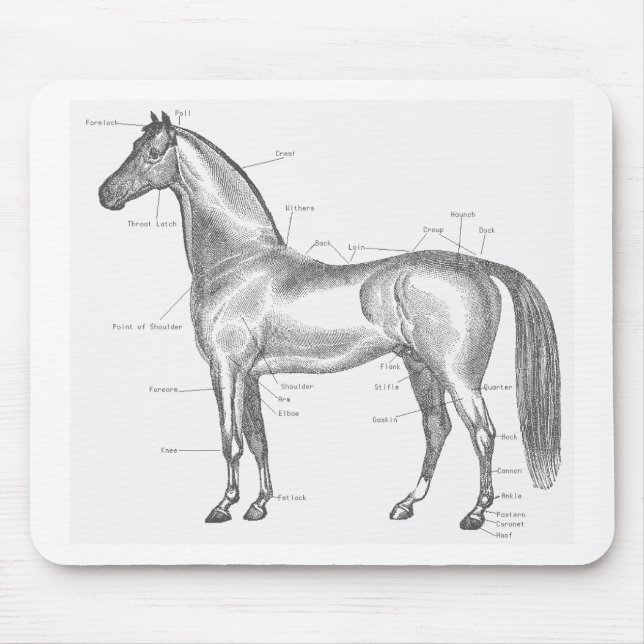 Alfombrilla De Ratón Partes del caballo Mousepad (Frente)