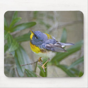 Alfombrilla De Ratón Parula americana (Parula americana)