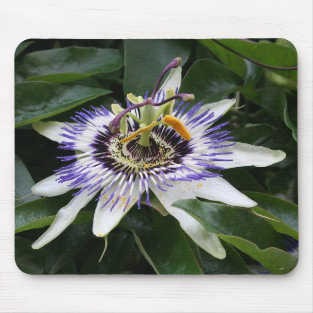 Alfombrilla De Ratón Passiflora Fotografía Floral Almohadilla del ratón (Frente)