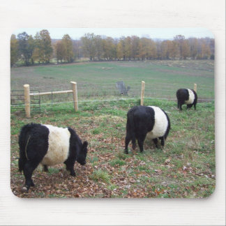 Alfombrilla De Ratón Pastel de vaca Beltie a lo largo de un sendero