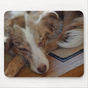 Alfombrilla De Ratón pastor australiano de merle rojo durmiendo