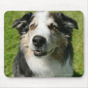 Alfombrilla De Ratón Pastor australiano que sonríe en la cámara