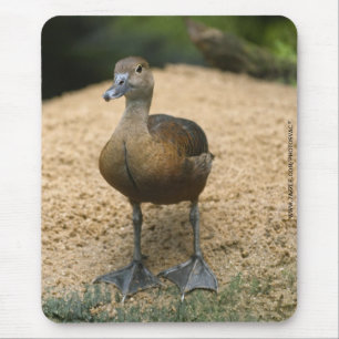 Alfombrilla De Ratón Pato pequeño curioso