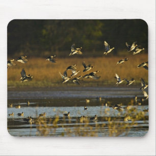 Alfombrilla De Ratón Patos silvestres que suben del agua