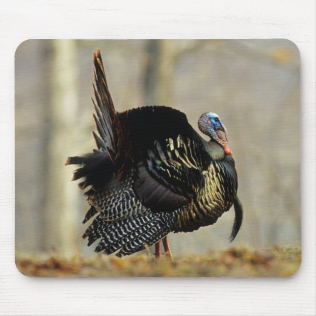 Alfombrilla De Ratón Pavo macho pavoneándose, Illinois (Frente)