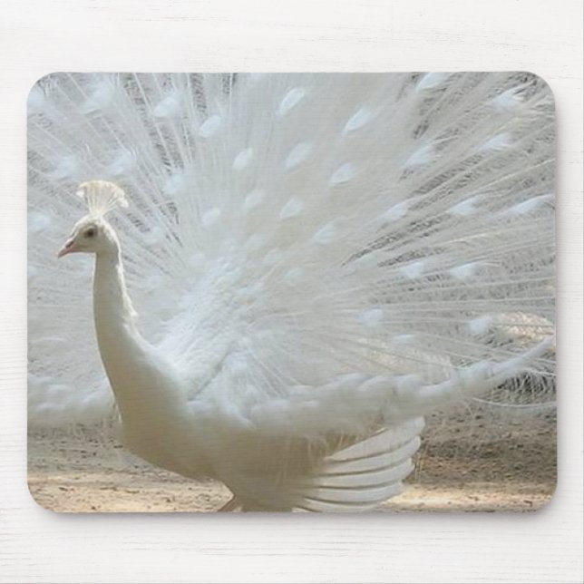 Alfombrilla De Ratón pavo real blanco magnífico (Frente)