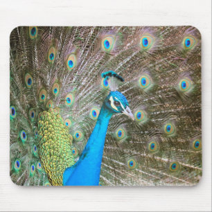 Alfombrilla De Ratón Pavo real con plumas fuera - Ave macho - Fotografí