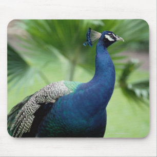 Alfombrilla De Ratón Pavo real encaramado en roca