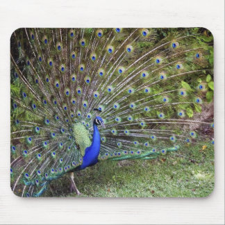 Alfombrilla De Ratón Pavo real Mousepad