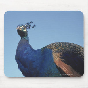 Alfombrilla De Ratón Peacock 2
