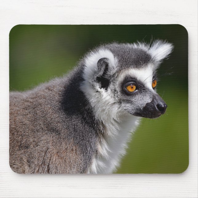 Alfombrilla De Ratón Pegatina cuadrado de postal de lémur de cola anill (Frente)