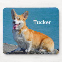 Pembroke rojo y blanco galés Corgi cachorro perro