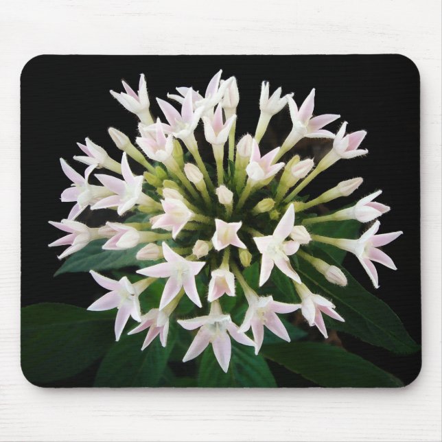Alfombrilla De Ratón Pentas blancas (Frente)